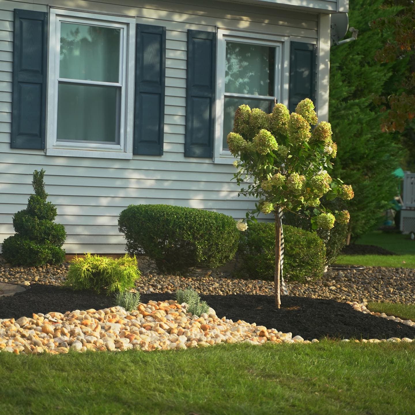 Foundation planting with hydrangea tree and river rock