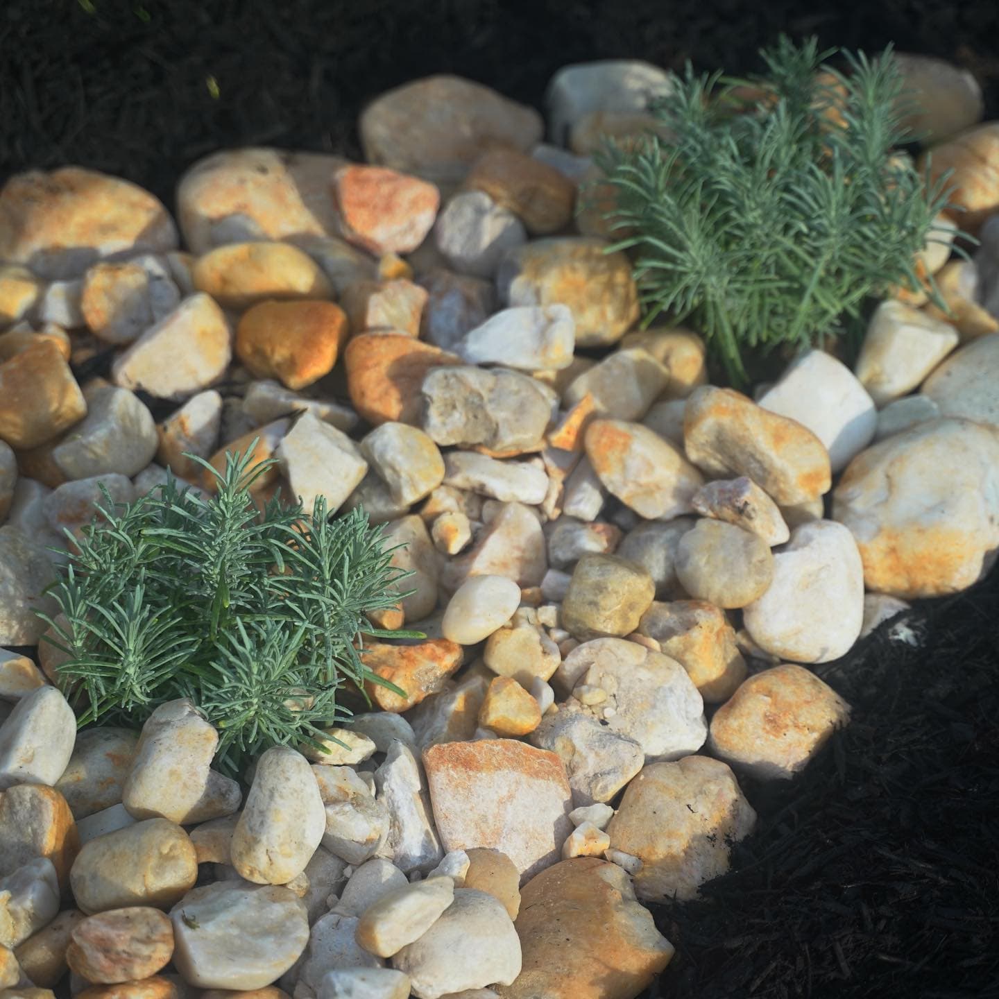 Rock and rosemary planting detail