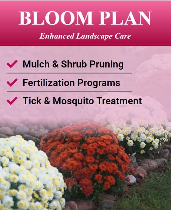Bloom plan