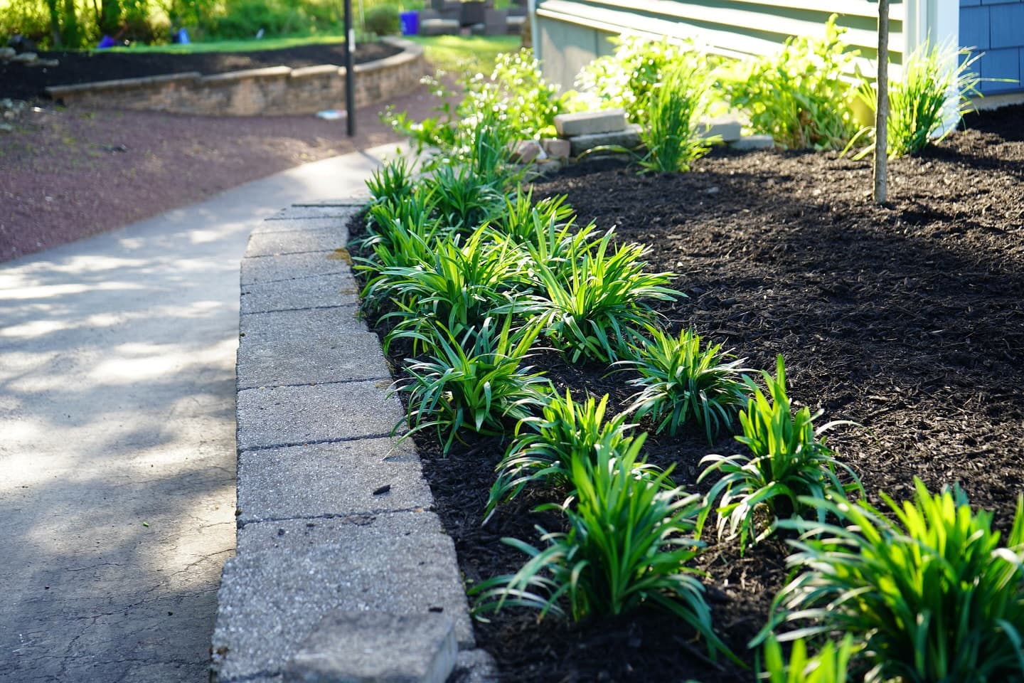 Fresh dark mulch in planting bed along paver walkway