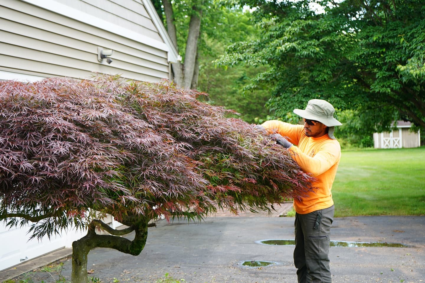 Sultan Services crew member pruning a Japanese maple